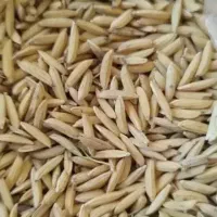 بذر شالی ندا درجه ۱ به شرط