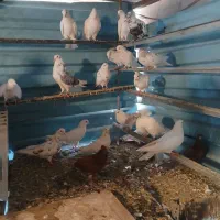 کبوتر رنگی|پرنده|صفادشت, |دیوار