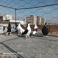 کبوتر رنگی به شرط همه چی|پرنده|اقبالیه, |دیوار