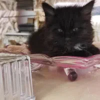 واگذاری گربه خانگی|گربه|اردبیل, |دیوار