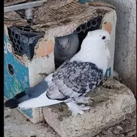 کبوتر|پرنده|اصفهان, خواجو|دیوار