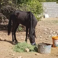 اسب|اسب و تجهیزات اسب‌سواری|دوگنبدان, |دیوار