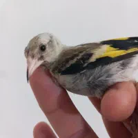 جوجه سهره