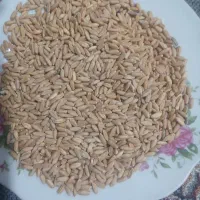 گندم سرداری
