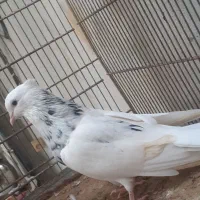 کبوتر کفتر|پرنده|قشم, |دیوار