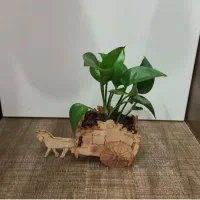 گل طبیعی کوچک و دکوری