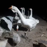 ۲۰عدد قوغاز فروشی دو پانصد دونه ای