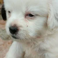 پت مالتیز با۳تا عروسک|سگ|رشت, نیروی دریایی|دیوار