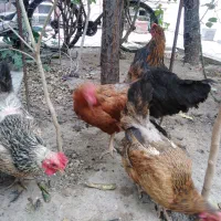 چهارمرغ جوان تخم گذار