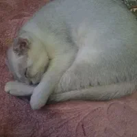 گربه
