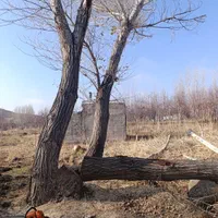 خرید چوب|خدمات باغبانی و درختکاری|زنجان, |دیوار