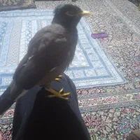 مرغ مینا