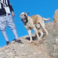 سگ واگذاری افقان