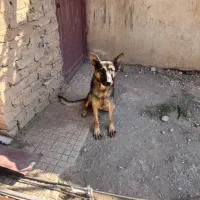سگ ژرمن