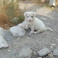 دوتاپاکوتانروماده