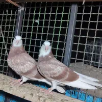 کفتر پرشی|پرنده|ایرانشهر, |دیوار