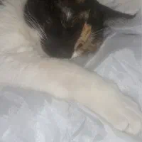 گربه واگذاری فوری با تمامی وسایل|گربه|هشتگرد, فاز ۷ مهستان|دیوار