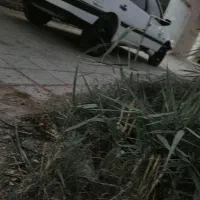 پژو 92 سفید