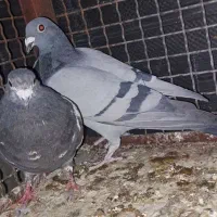 پرنده مناسب