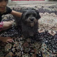 فروش سگ پاکوتاه