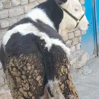 گوساله نر سیمینتال درجه یک