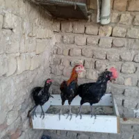 خروس گلین