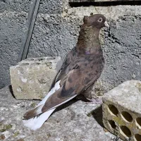 اشعل سرخ خال سیاه /شهری قهوه‌ای ماده|پرنده|خرمشهر, |دیوار