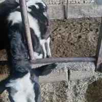 گوساله،ماده، گوساله ماده