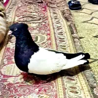 سینه سیا جوانه ده پری بدون خال وتیزه