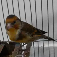 سهره قناری سرخ ابلغ سهره کت بنداز|پرنده|تهران, کوثر|دیوار