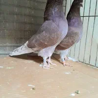 کبوتردونسته پرش سنگین به شرط وباضمانت تضمین صددرصد|پرنده|ری, شهید بهشتی|دیوار