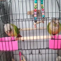 گرینچیک عروس هلندی مرغ عشق|پرنده|مشهد, شهرک مهرگان|دیوار