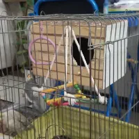 یک جفت عروس هلندی|پرنده|قدس, شهرقدس|دیوار