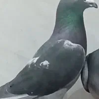 پلاکی