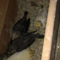 ۵عدد عروس ۳تانر قهوه ای و۲عددزرد ماده چشم شرابی|پرنده|بندر ماهشهر, |دیوار