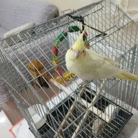 عروس هلندی ماده