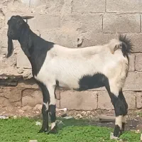 بز کهره دار و کهره نر