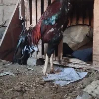 خروس لاری|حیوانات مزرعه|یامچی, |دیوار