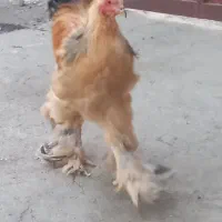 خروس برهما بوف
