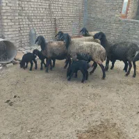 میش وبره|حیوانات مزرعه|پیشوا, |دیوار