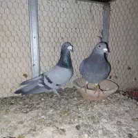 نر و ماده پلاکی مسافتی سبز ابلغ زره ای چاپی