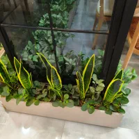 پزشک عمومی مسلط به خدمات زیبایی