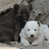 سگ افغان اصیل ماده