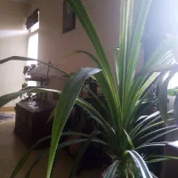 گل یوکا و پاندانوس بزرگ|گل و گیاه طبیعی|مشهد, دانشجو|دیوار