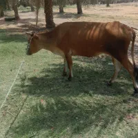 گاو ماده