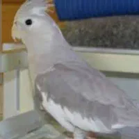 گم شده