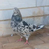 دو عدد نر پرشی درجه یک