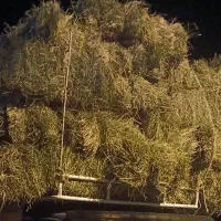 یونجه تمیز و علفه چین اول