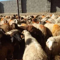 ** گوسفند زنده قلم آبی 100 درصد به شَرِطٌ پخت **|حیوانات مزرعه|مشهد, نوید|دیوار