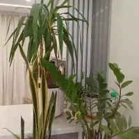 نخل یوکا(بونسای 30 ساله) یک سوم قیمت|گل و گیاه طبیعی|پاکدشت, پاکدشت (مامازند)|دیوار